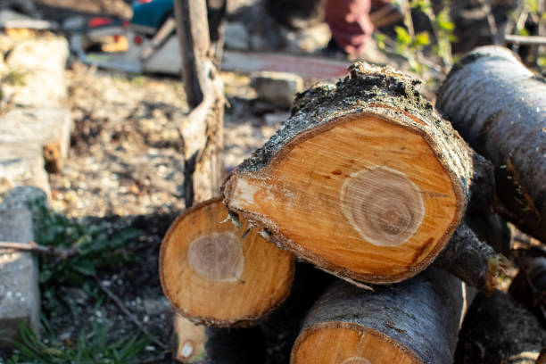 Best Fruit Tree Pruning  in Butler, AL