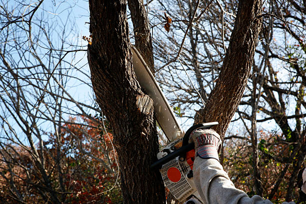 How Our Tree Care Process Works  in  Butler, AL